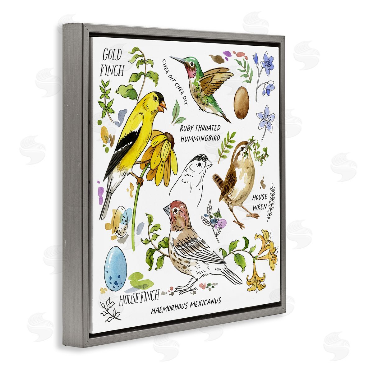 Jane Maday Local Birds Chart Gray Floating Frame Canvas Wall Art Print