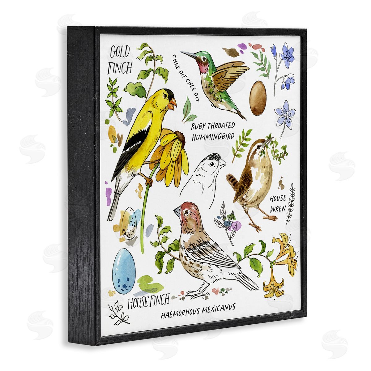 Jane Maday Local Birds Chart Black Framed Giclee Wall Art Print