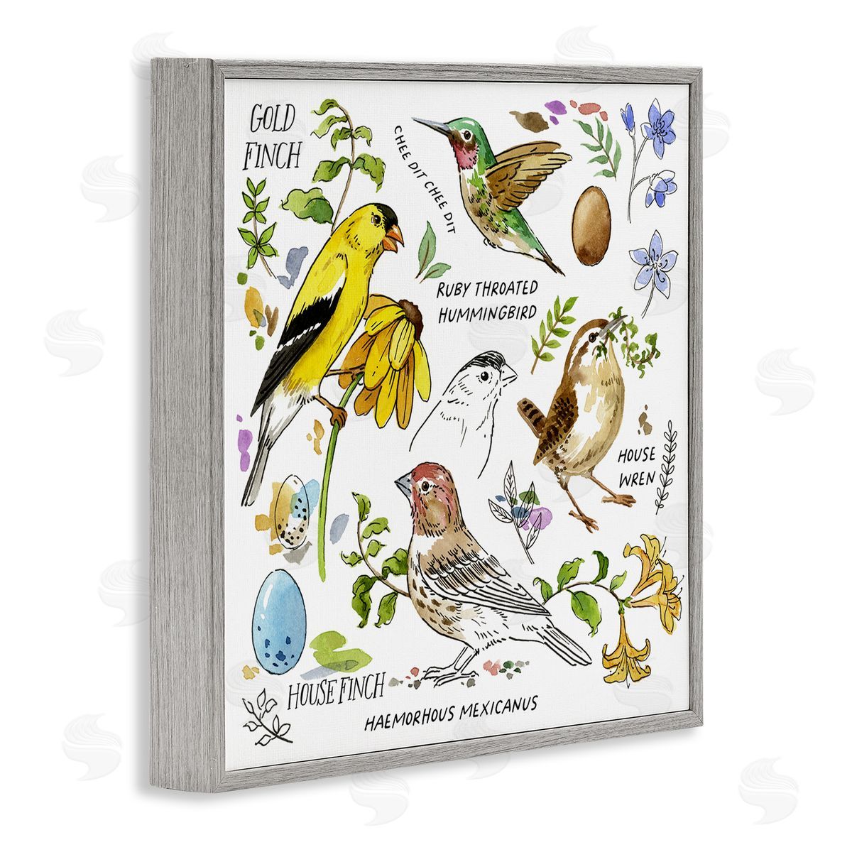 Jane Maday Local Birds Chart Gray Framed Giclee Wall Art Print