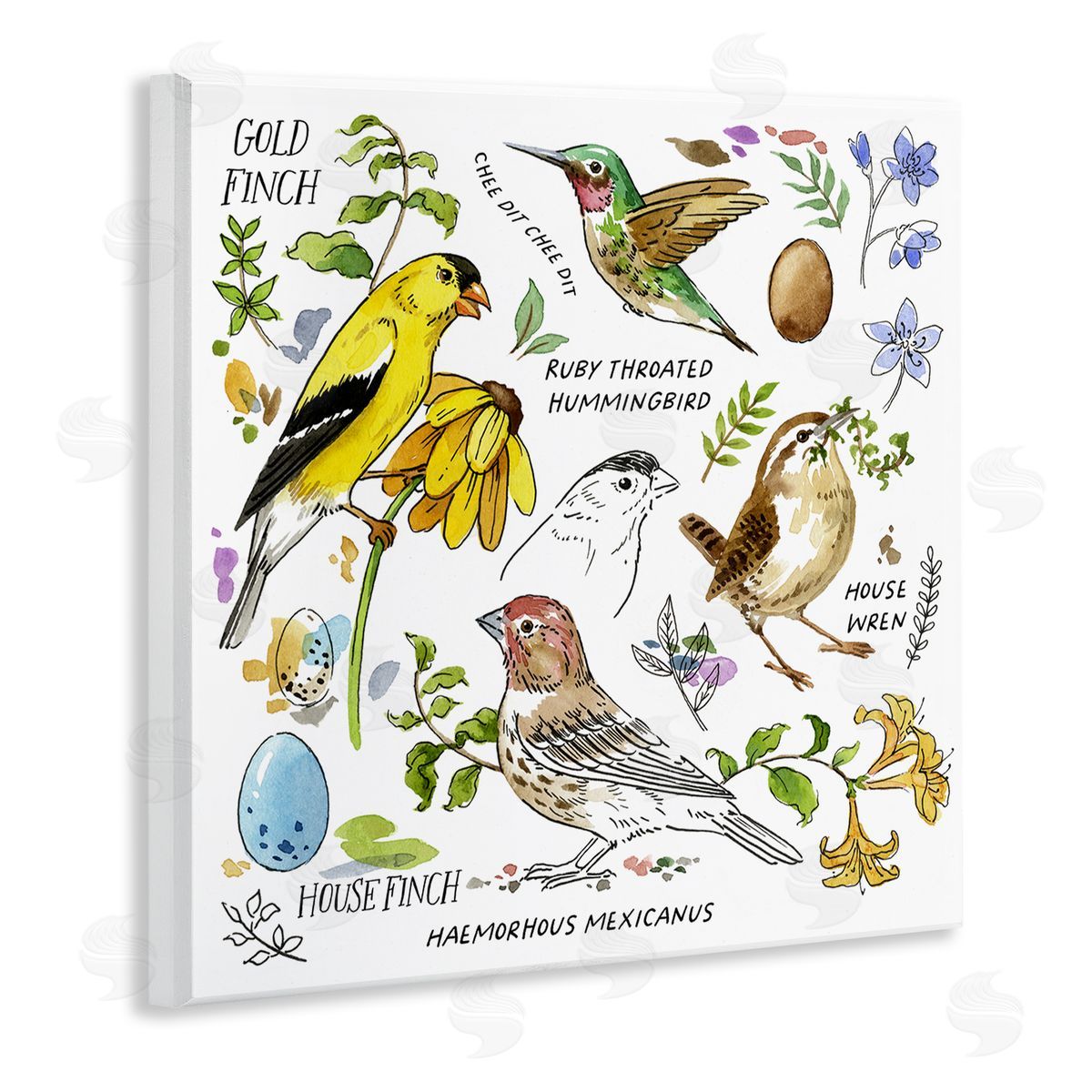 Jane Maday Local Birds Chart Wooden Wall Plaque Art Print