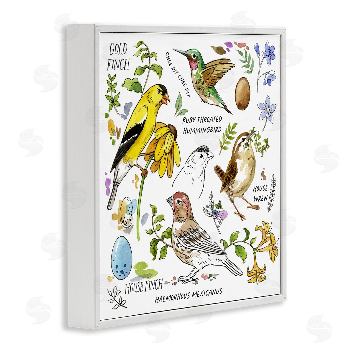 Jane Maday Local Birds Chart White Framed Giclee Wall Art Print