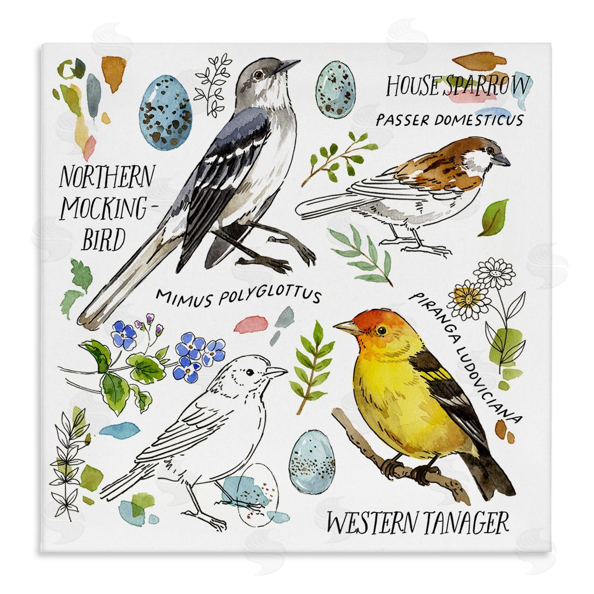 Jane Maday Local Bird Diagram Canvas Wall Art Print