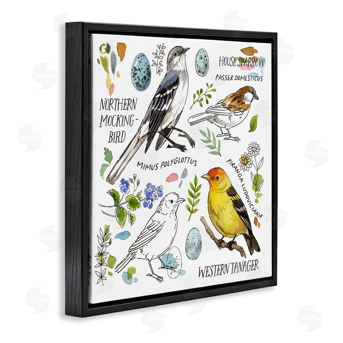 Jane Maday Local Bird Diagram Black Floating Frame Canvas Wall Art Print