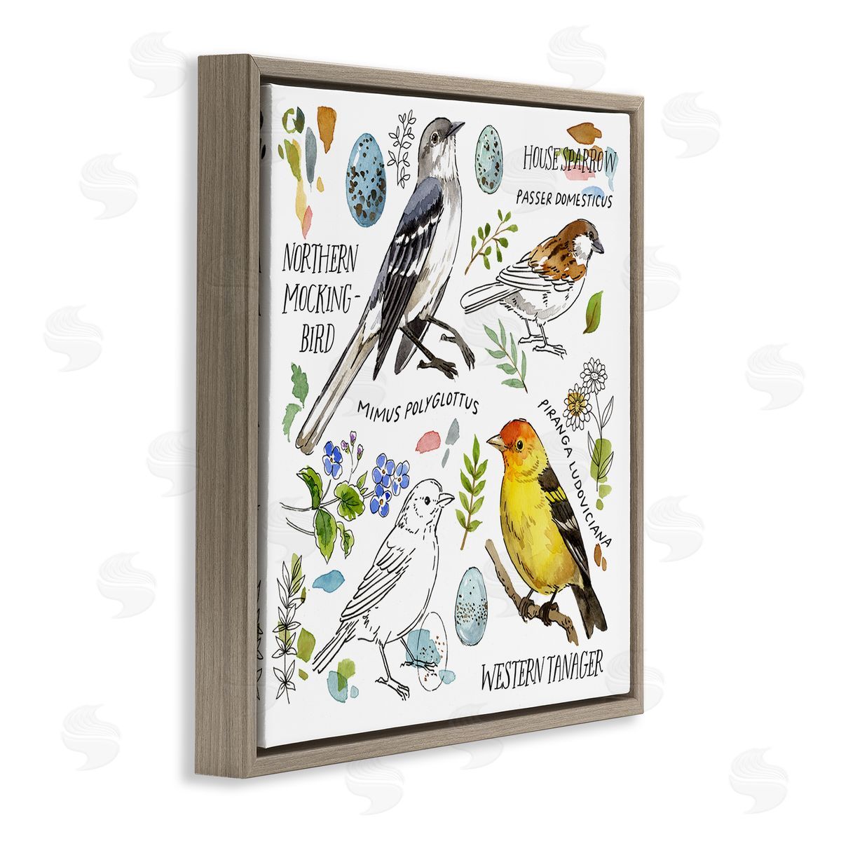 Jane Maday Local Bird Diagram Brown Floating Frame Canvas Wall Art Print
