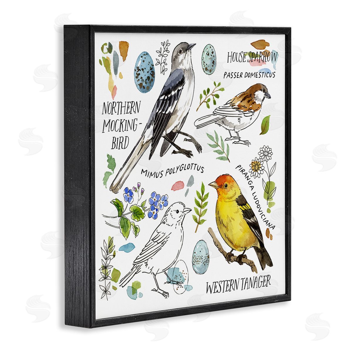 Jane Maday Local Bird Diagram Black Framed Giclee Wall Art Print