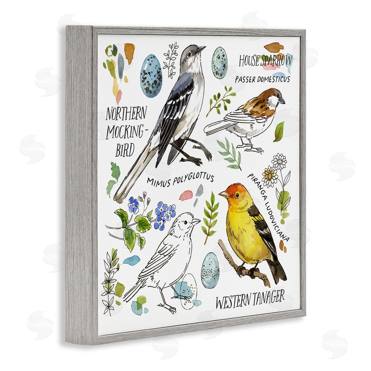 Jane Maday Local Bird Diagram Gray Framed Giclee Wall Art Print