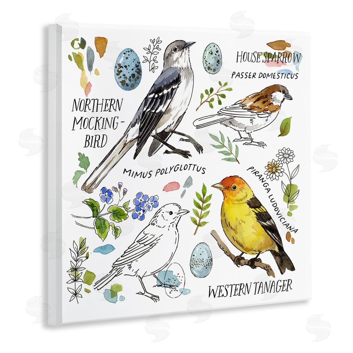 Jane Maday Local Bird Diagram Wooden Wall Plaque Art Print