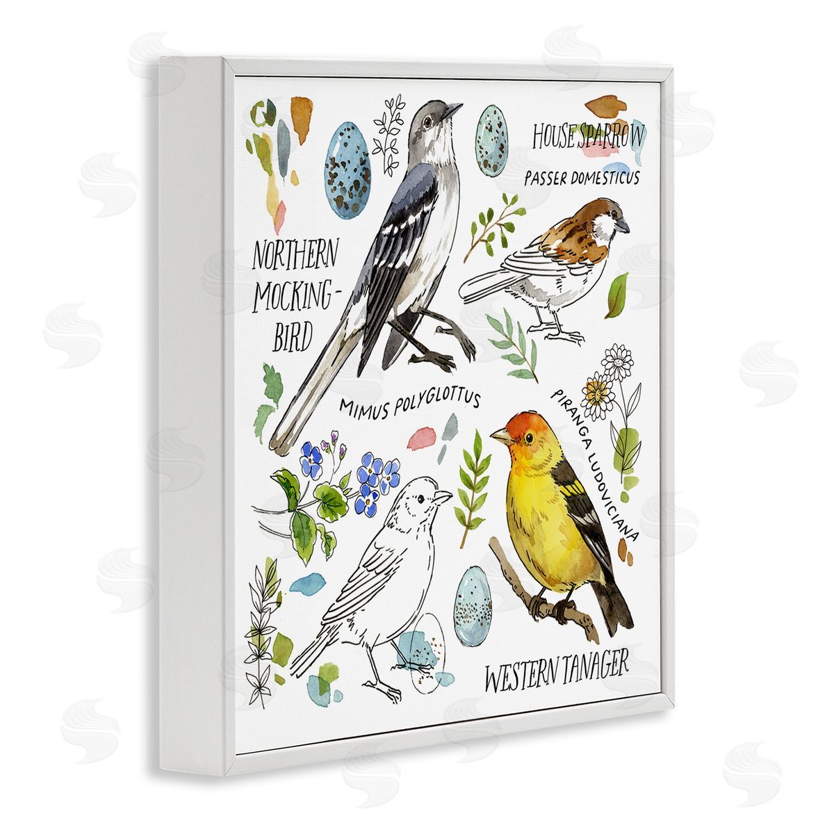 Jane Maday Local Bird Diagram White Framed Giclee Wall Art Print
