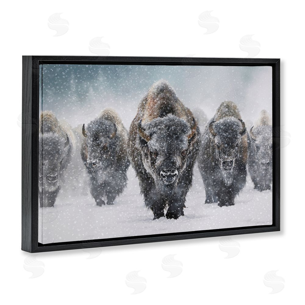 Mark Kelso Indomitable Bison in Snow Black Floating Frame Canvas Wall Art Print