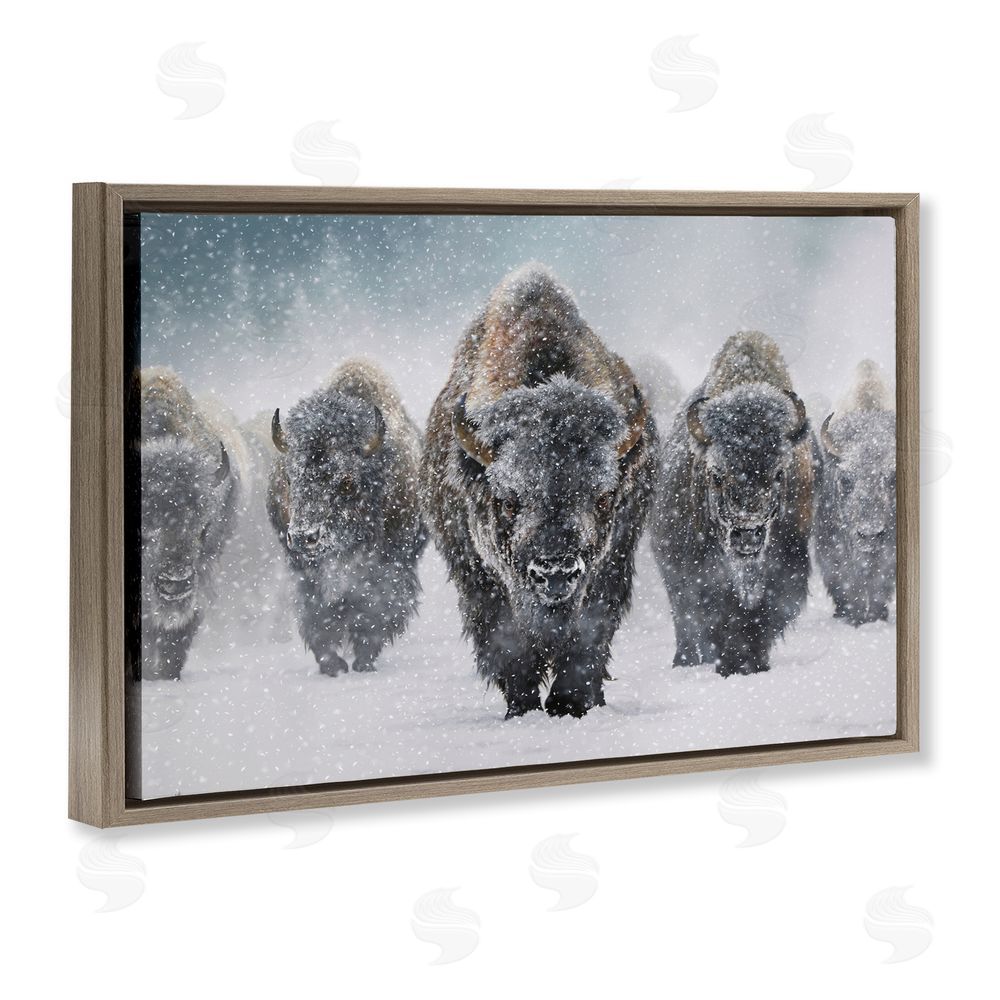 Mark Kelso Indomitable Bison in Snow Brown Floating Frame Canvas Wall Art Print