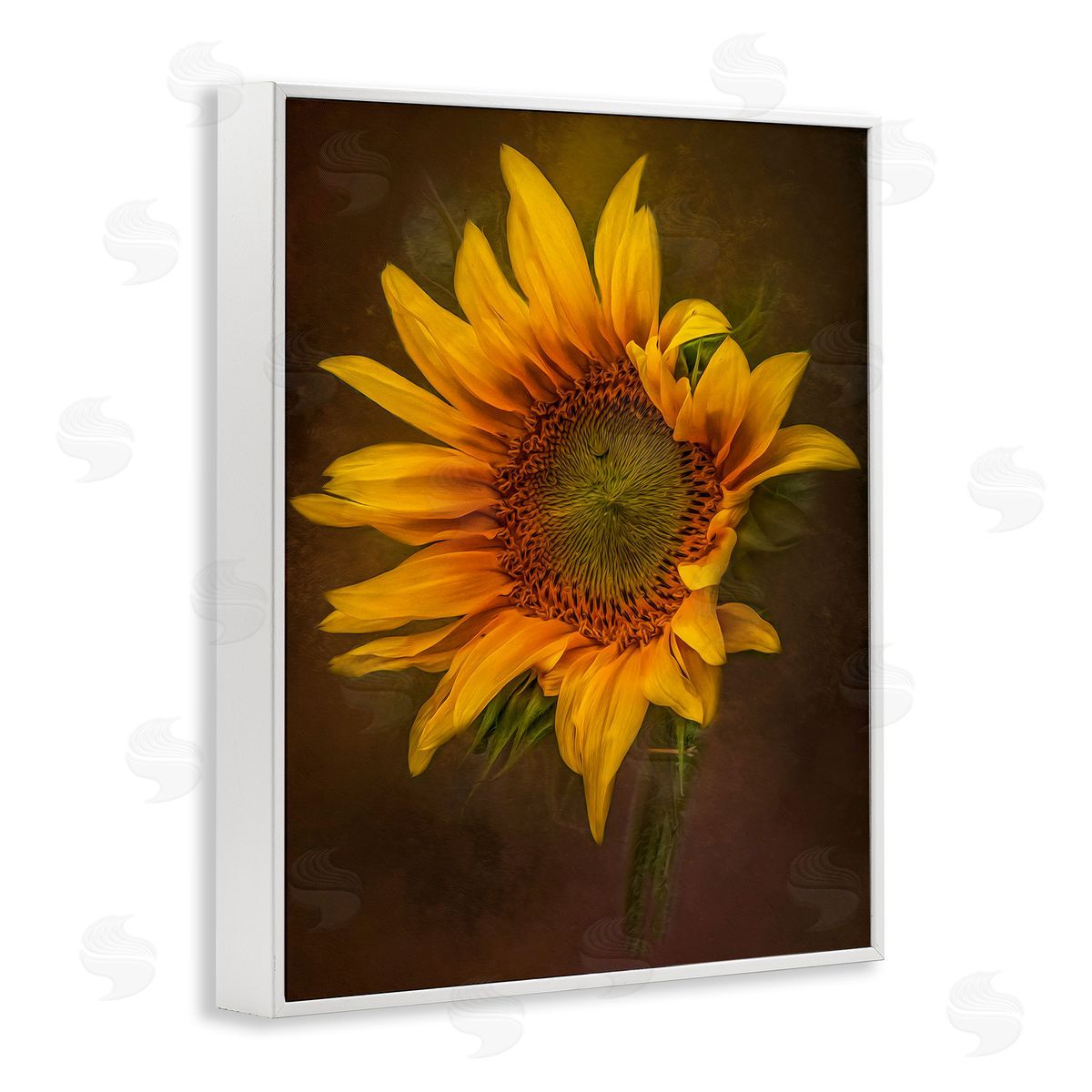 Kelley Parker Curling Petals Sunflower White Framed Giclee Wall Art Print