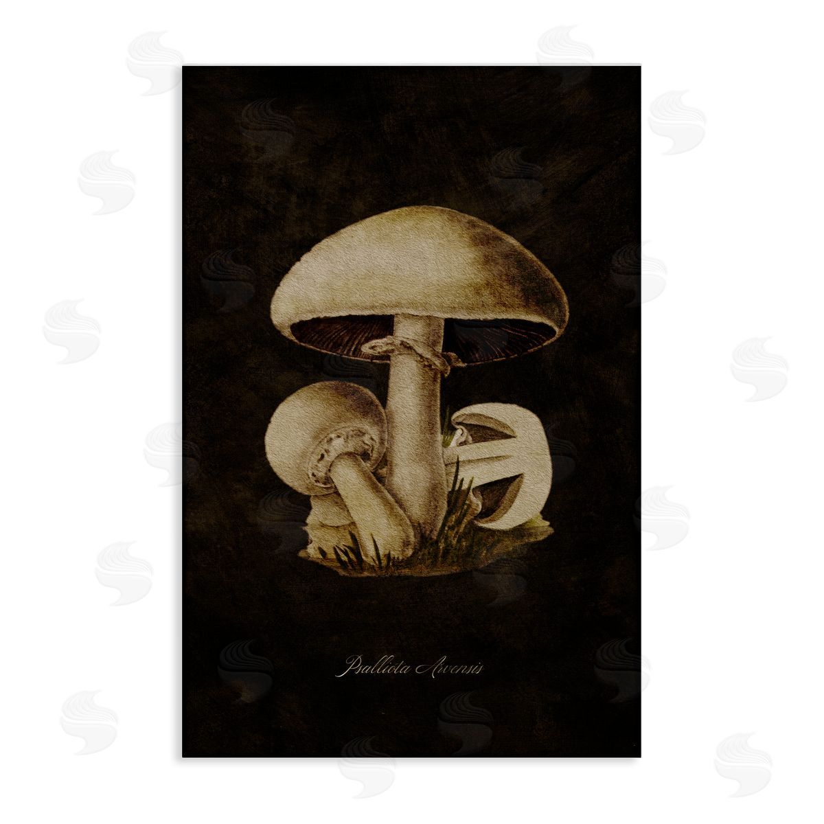 Tina Higgins Designs Inc. Portobello Mushroom Study Canvas Wall Art Print