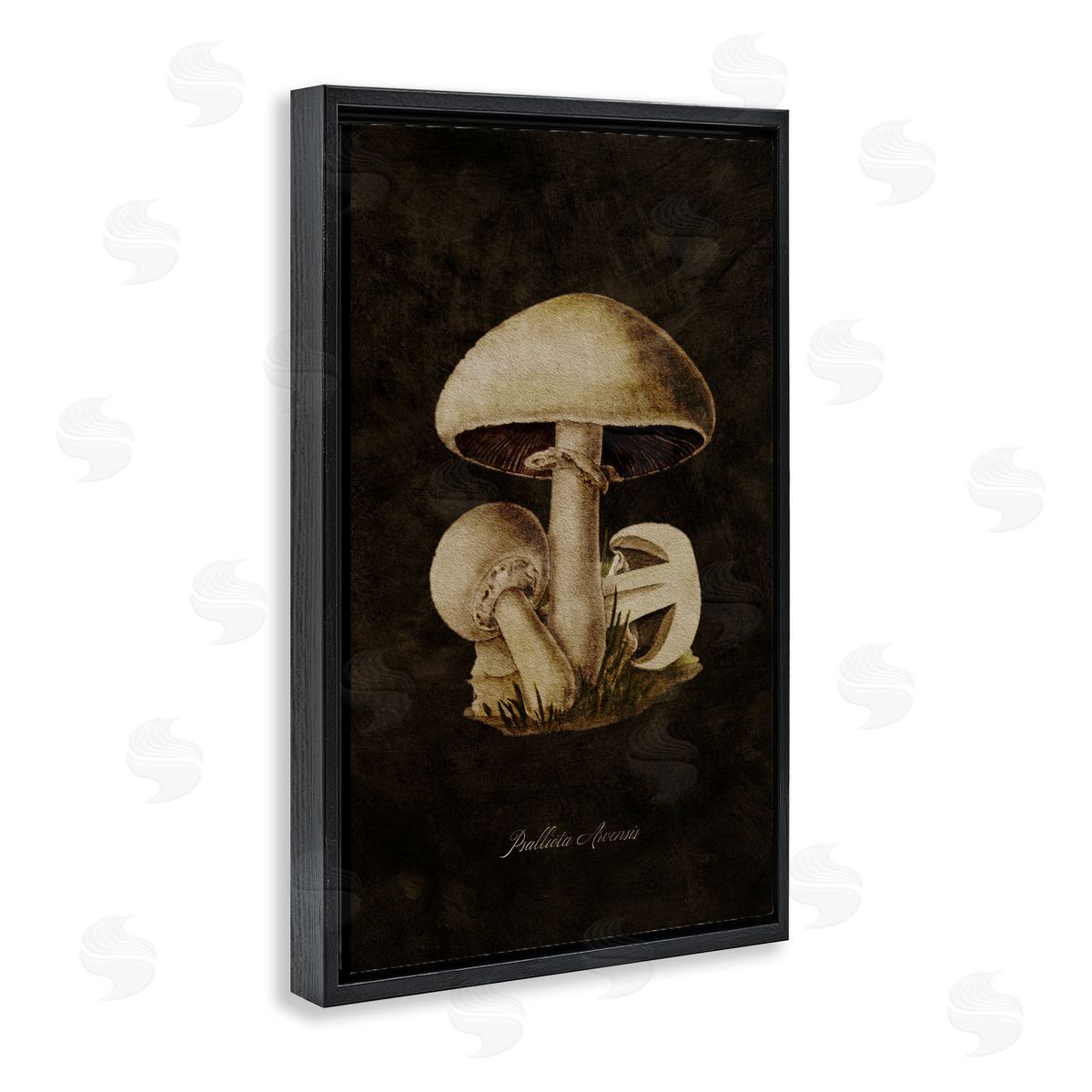Tina Higgins Designs Inc. Portobello Mushroom Study Black Floating Frame Canvas Wall Art Print