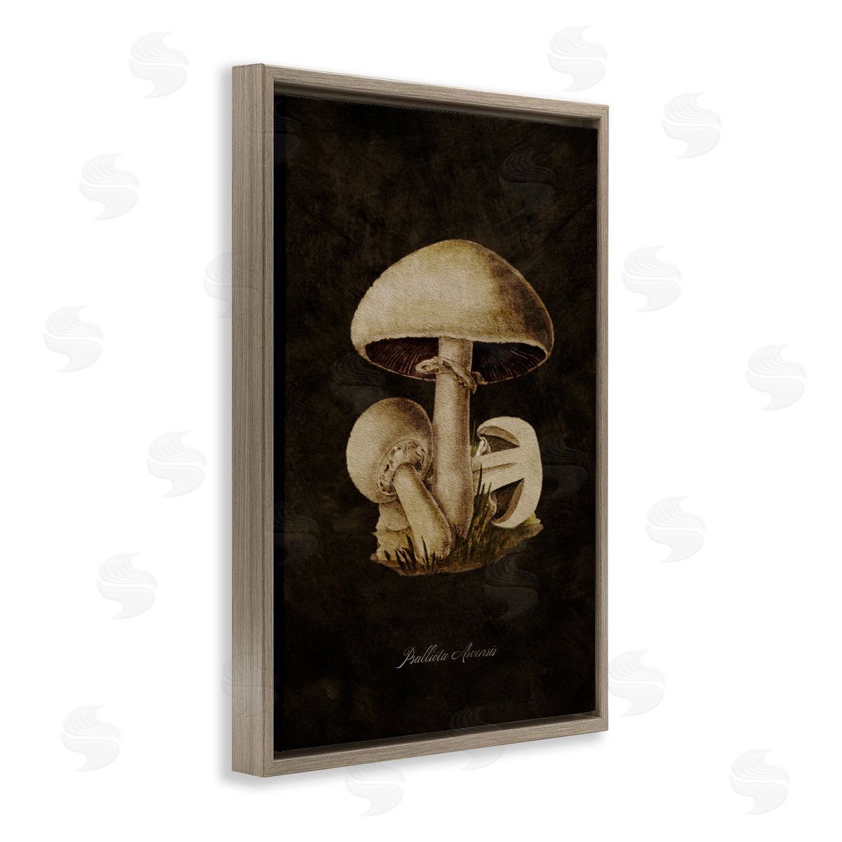 Tina Higgins Designs Inc. Portobello Mushroom Study Brown Floating Frame Canvas Wall Art Print
