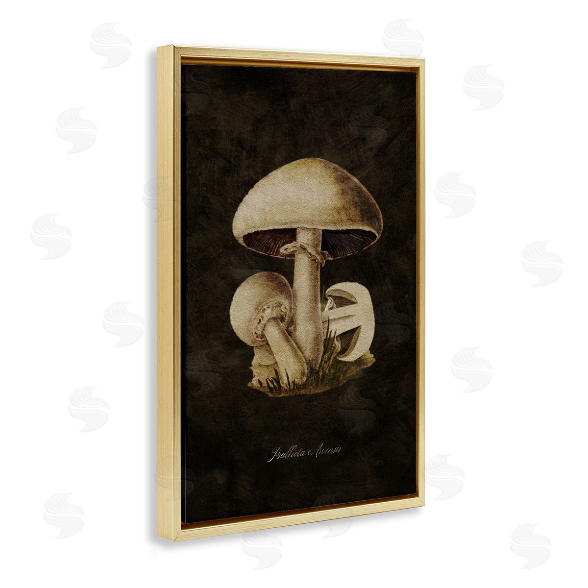 Tina Higgins Designs Inc. Portobello Mushroom Study Gold Floating Frame Canvas Wall Art Print
