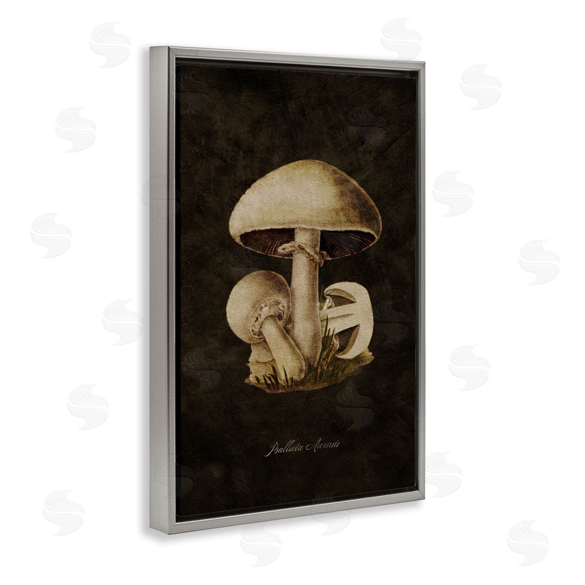 Tina Higgins Designs Inc. Portobello Mushroom Study Gray Floating Frame Canvas Wall Art Print