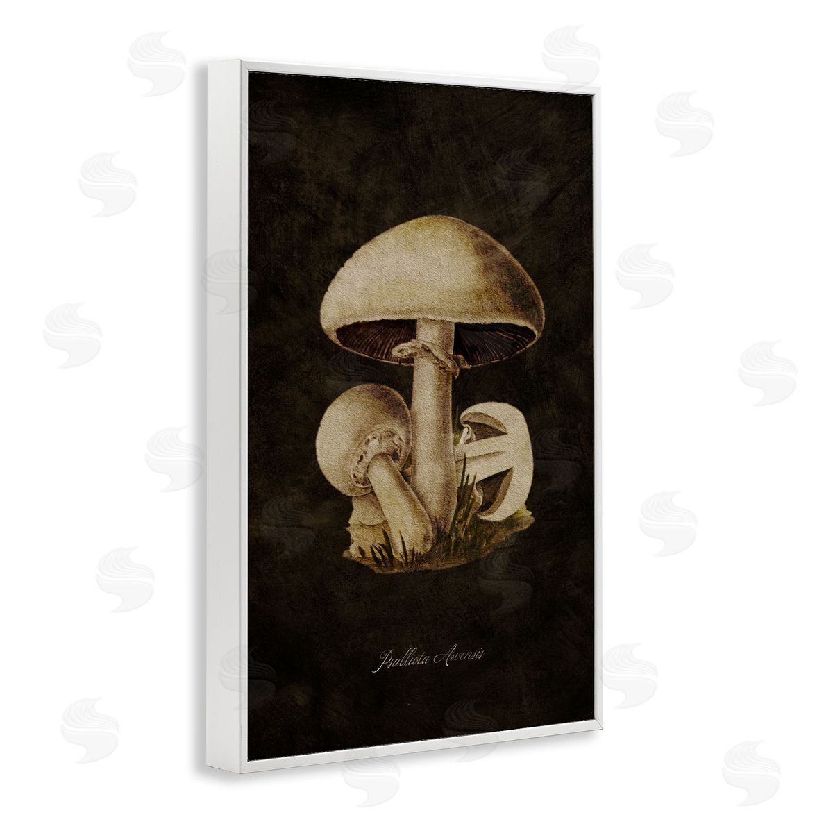Tina Higgins Designs Inc. Portobello Mushroom Study White Framed Giclee Wall Art Print