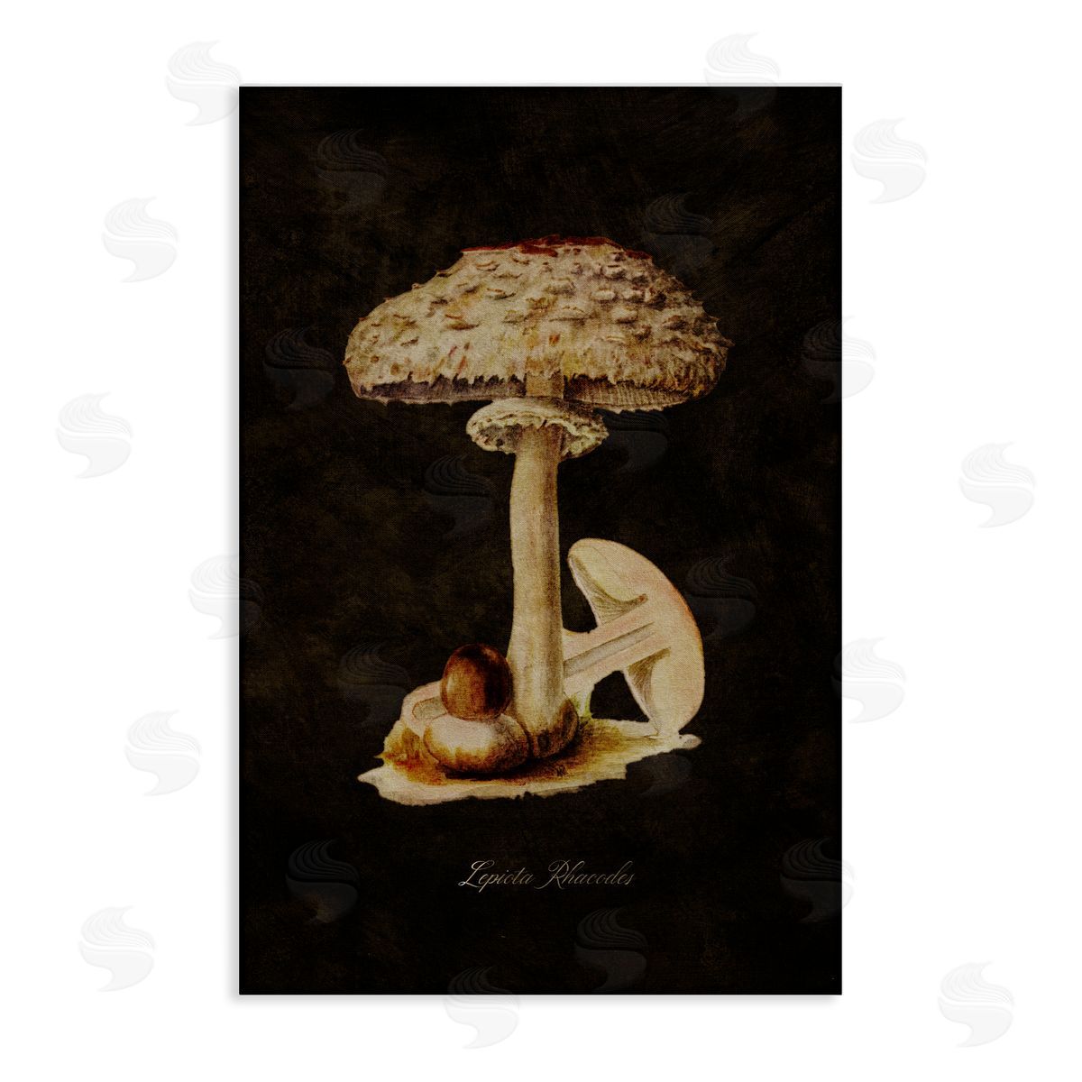 Tina Higgins Designs Inc. Vintage Mushroom Study Canvas Wall Art Print