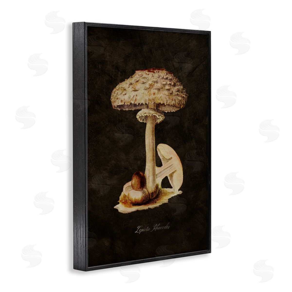 Tina Higgins Designs Inc. Vintage Mushroom Study Black Framed Giclee Wall Art Print