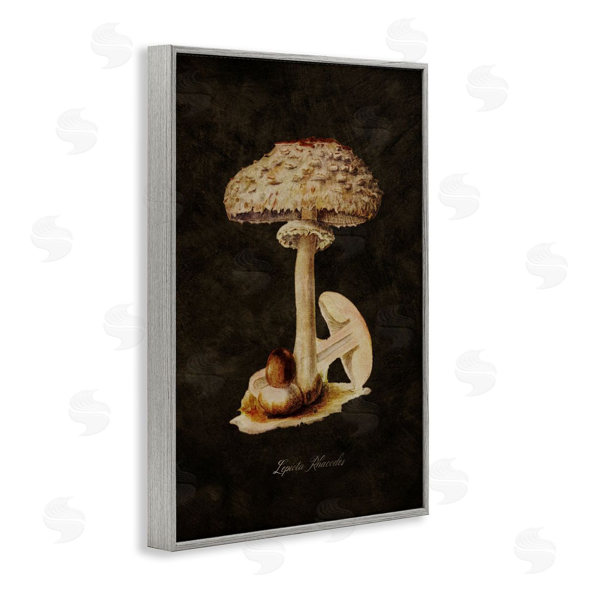 Tina Higgins Designs Inc. Vintage Mushroom Study Gray Framed Giclee Wall Art Print