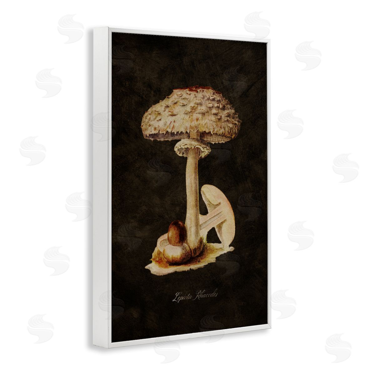 Tina Higgins Designs Inc. Vintage Mushroom Study White Framed Giclee Wall Art Print