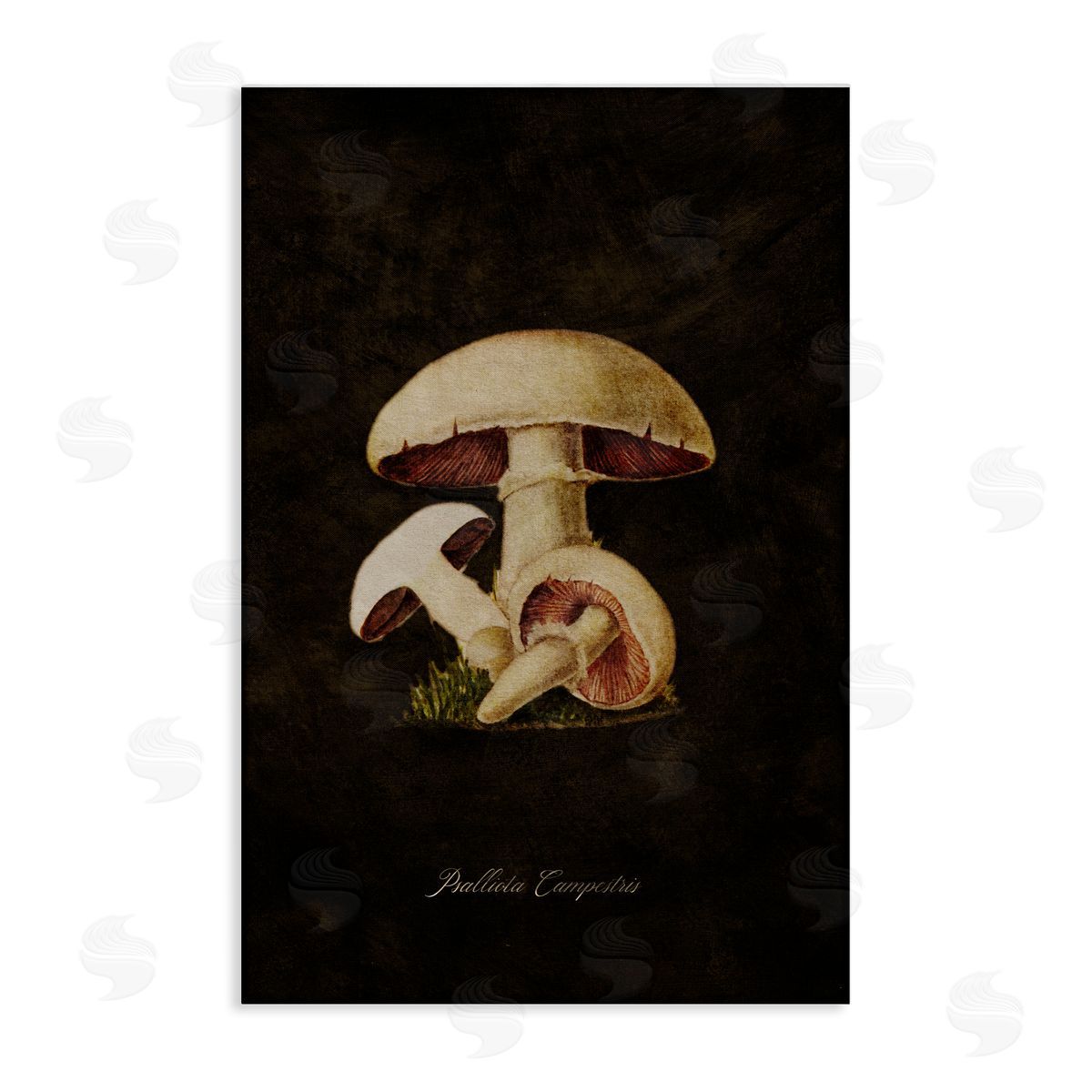 Tina Higgins Designs Inc. Vintage Portobello Mushroom Canvas Wall Art Print