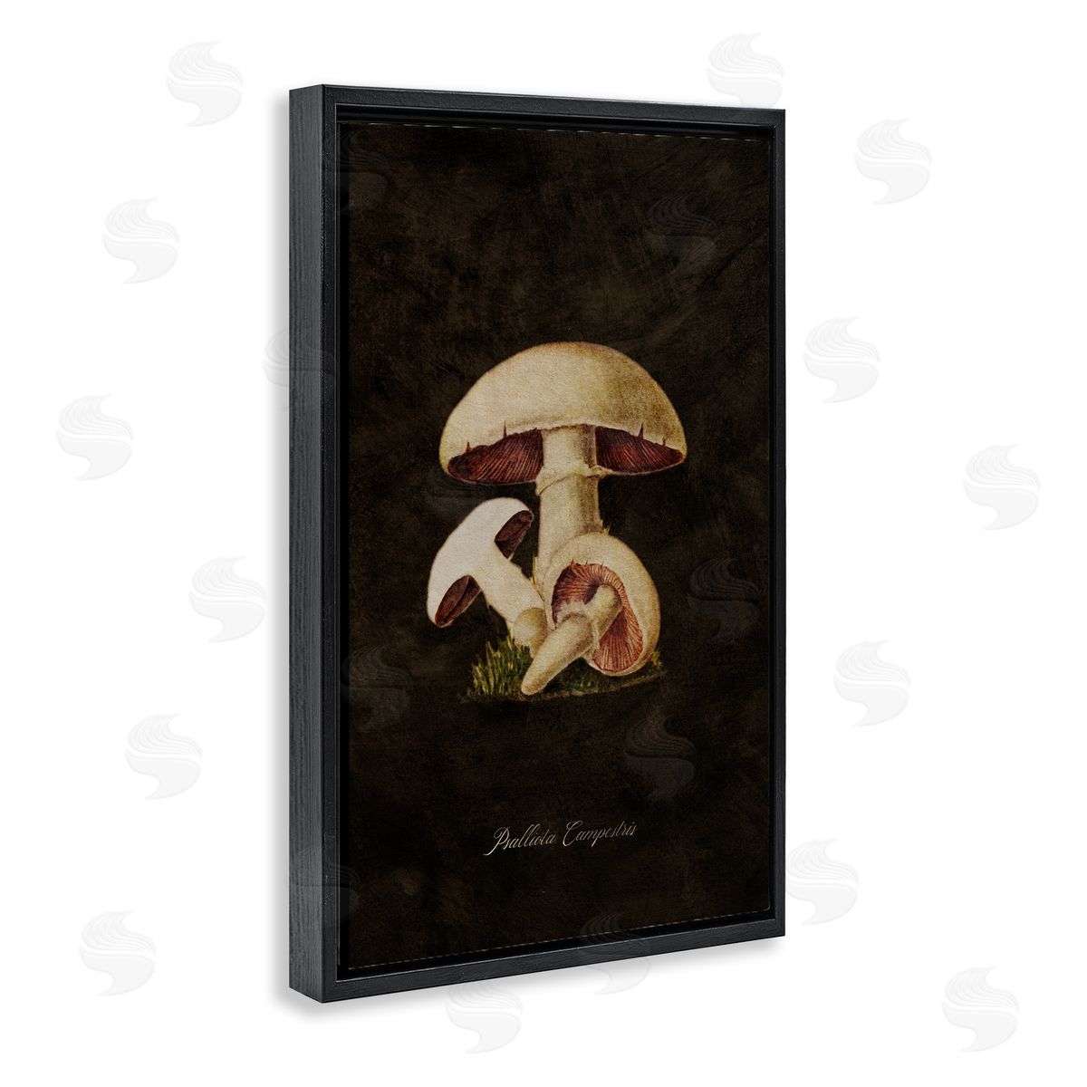 Tina Higgins Designs Inc. Vintage Portobello Mushroom Black Floating Frame Canvas Wall Art Print