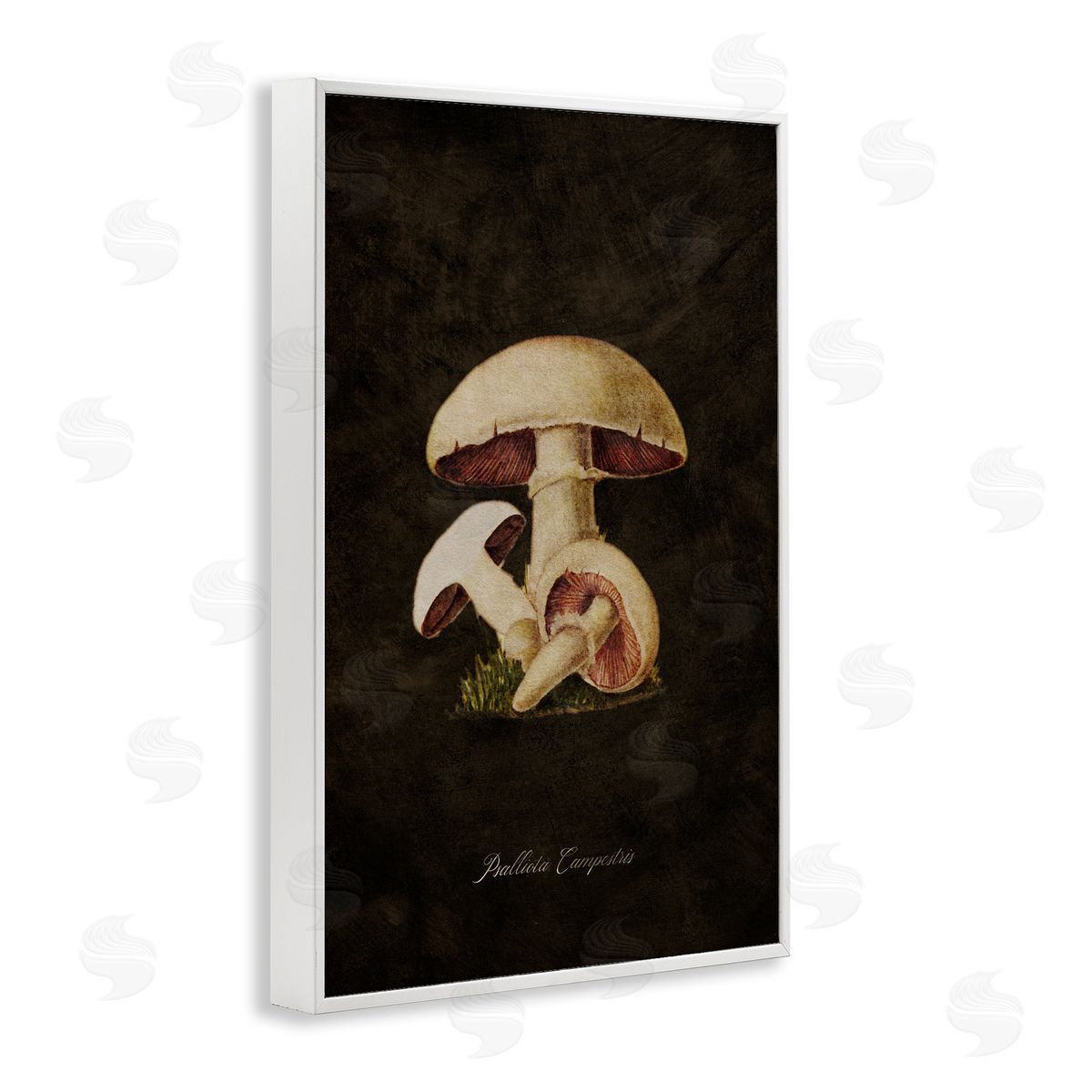 Tina Higgins Designs Inc. Vintage Portobello Mushroom White Framed Giclee Wall Art Print