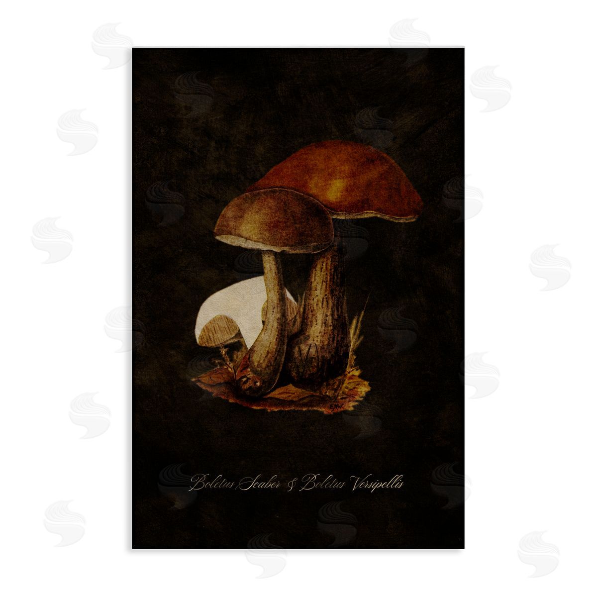 Tina Higgins Designs Inc. Mushroom Types Study Canvas Wall Art Print