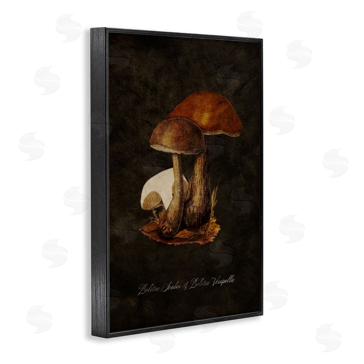Tina Higgins Designs Inc. Mushroom Types Study Black Framed Giclee Wall Art Print