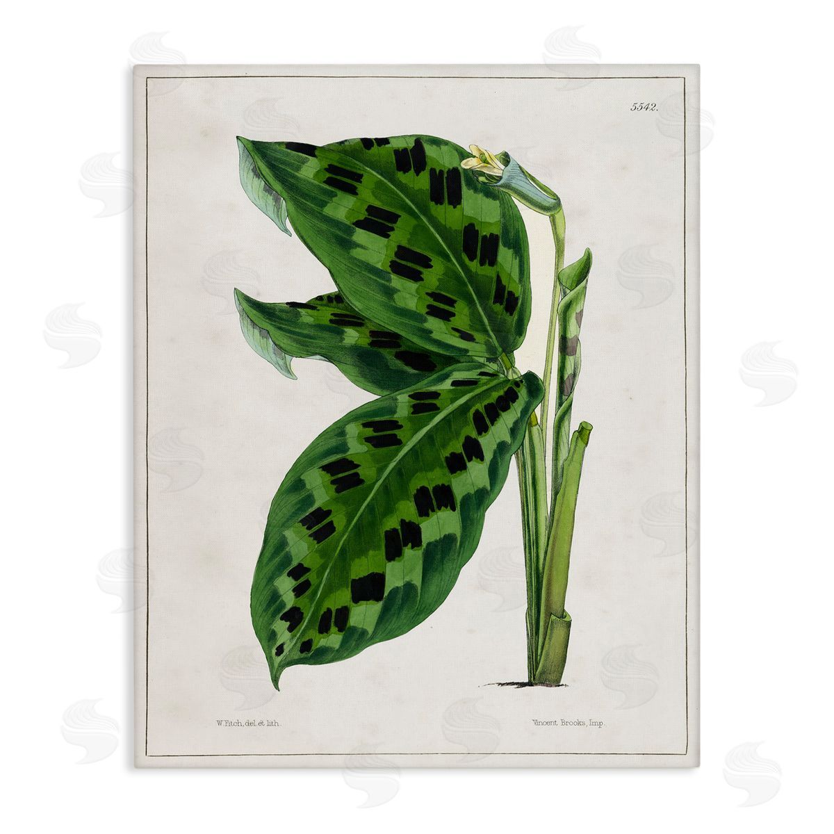 Tina Higgins Designs Inc. Lush Plant Leaf Study Canvas Wall Art Print