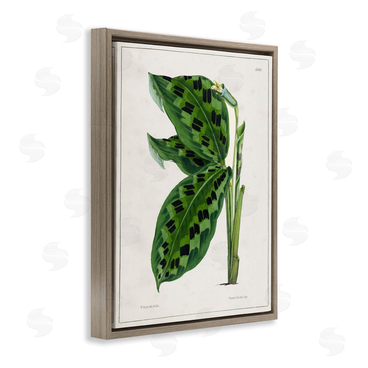 Tina Higgins Designs Inc. Lush Plant Leaf Study Brown Floating Frame Canvas Wall Art Print