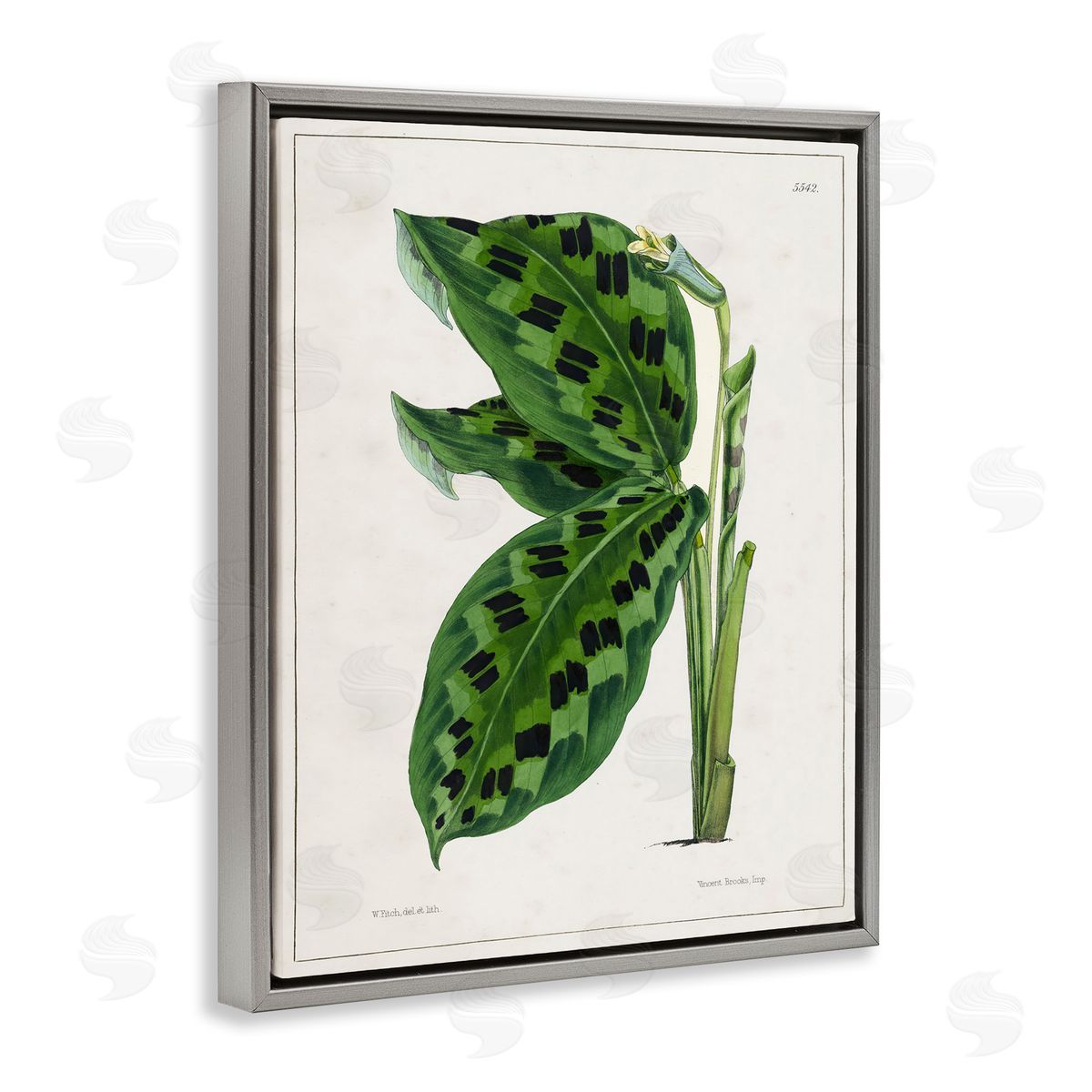 Tina Higgins Designs Inc. Lush Plant Leaf Study Gray Floating Frame Canvas Wall Art Print