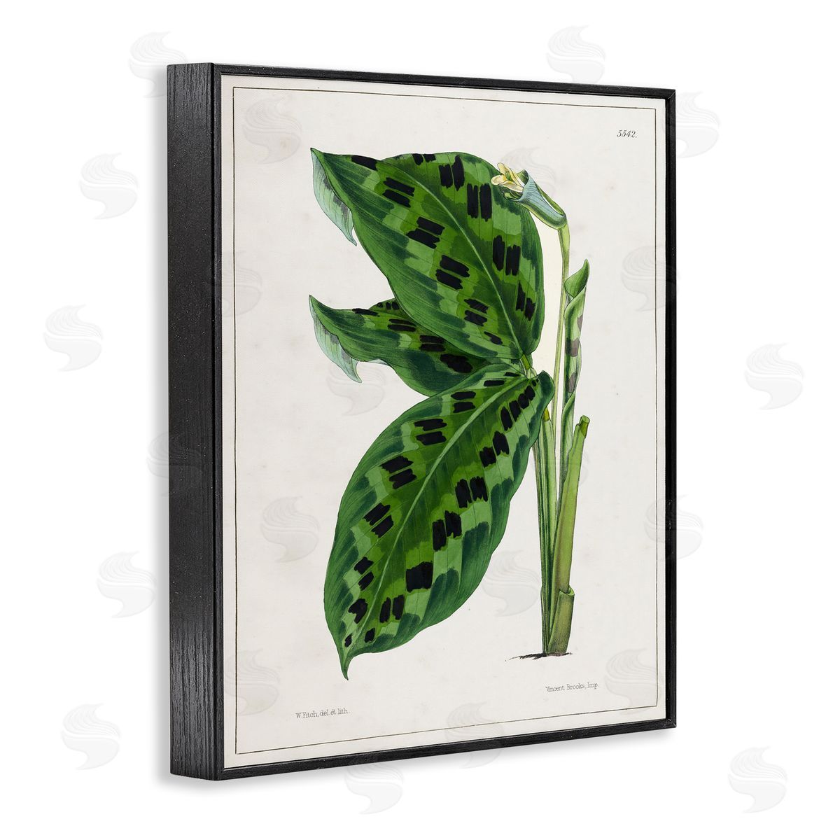 Tina Higgins Designs Inc. Lush Plant Leaf Study Black Framed Giclee Wall Art Print
