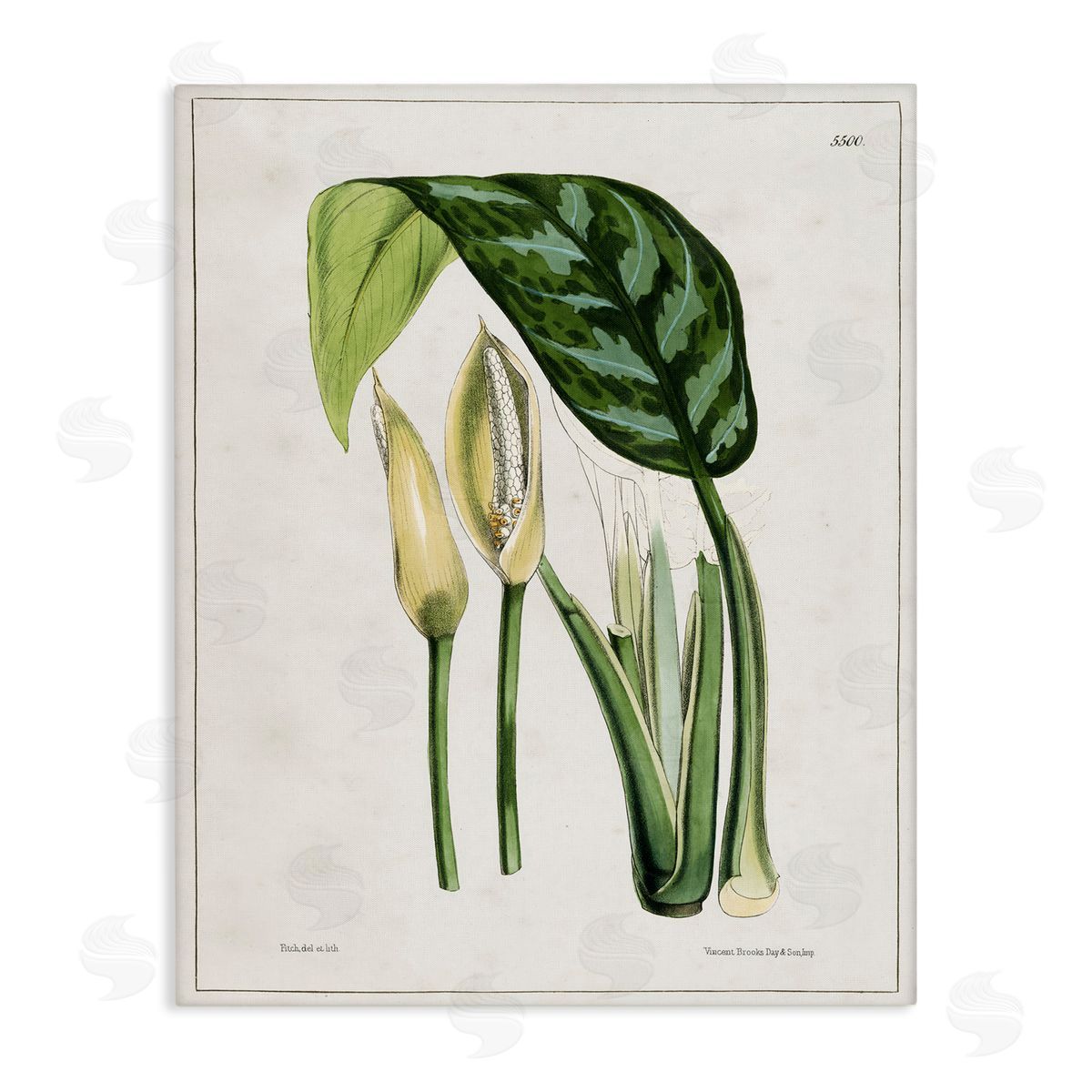 Tina Higgins Designs Inc. Pond Plant Study Canvas Wall Art Print