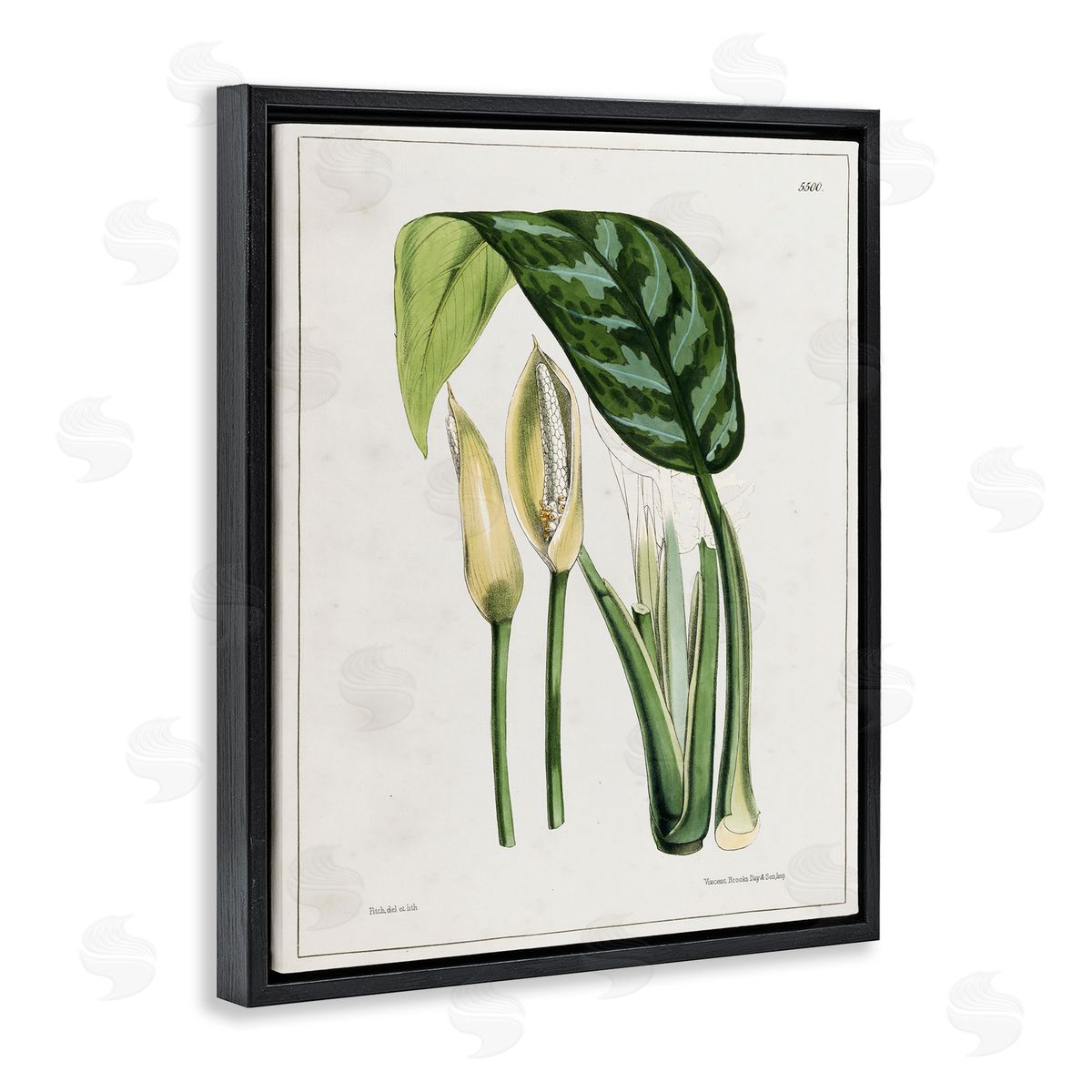 Tina Higgins Designs Inc. Pond Plant Study Black Floating Frame Canvas Wall Art Print