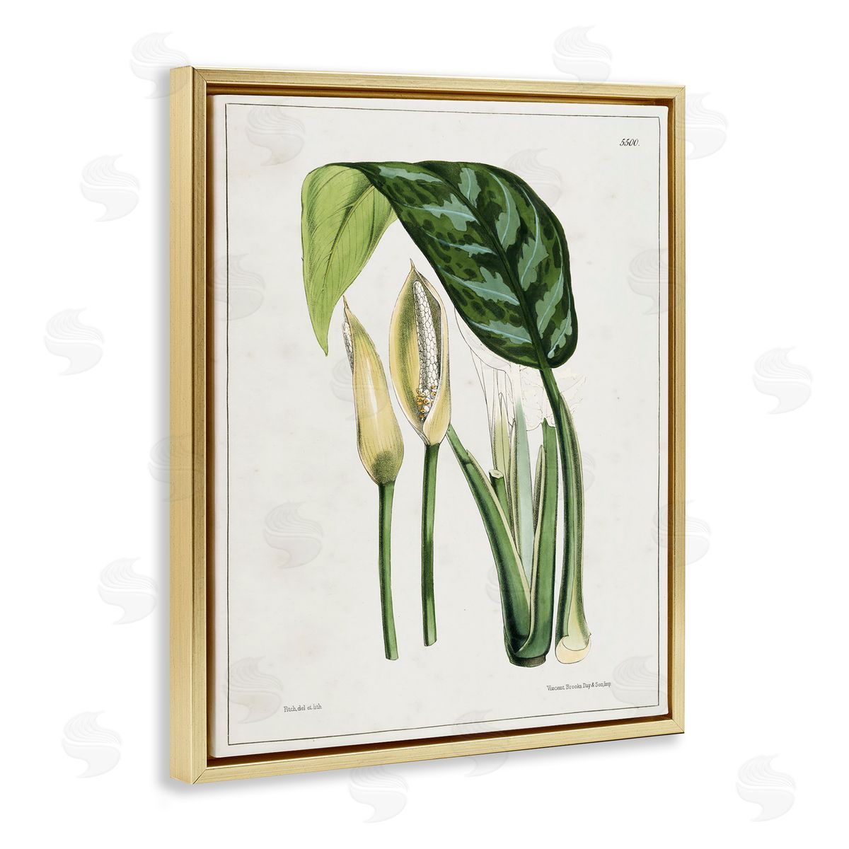 Tina Higgins Designs Inc. Pond Plant Study Gold Floating Frame Canvas Wall Art Print