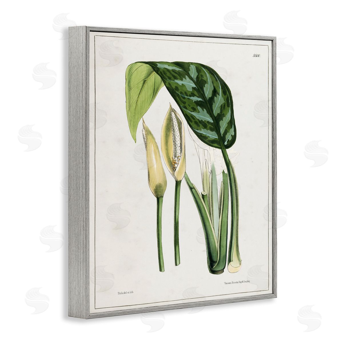 Tina Higgins Designs Inc. Pond Plant Study Gray Framed Giclee Wall Art Print