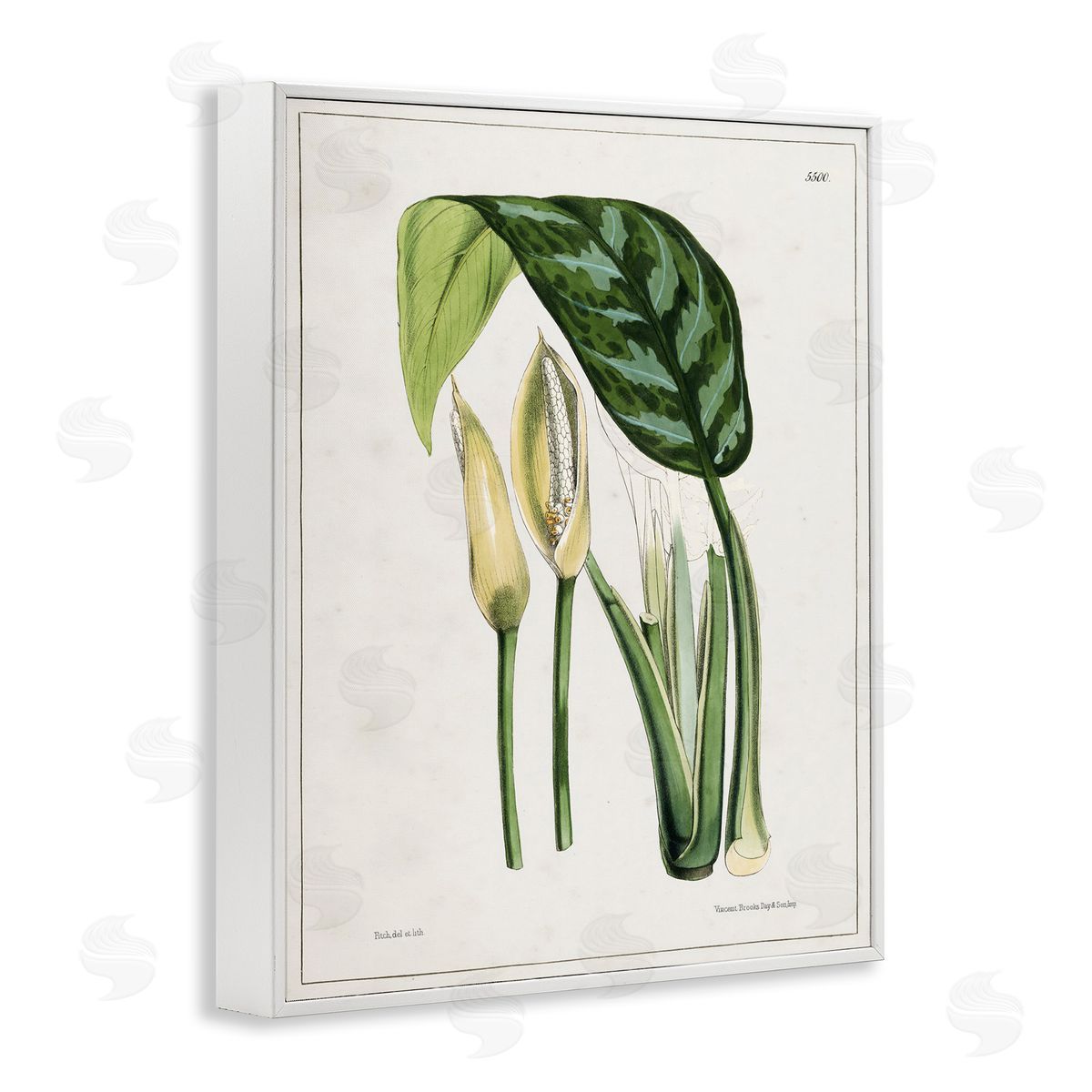 Tina Higgins Designs Inc. Pond Plant Study White Framed Giclee Wall Art Print