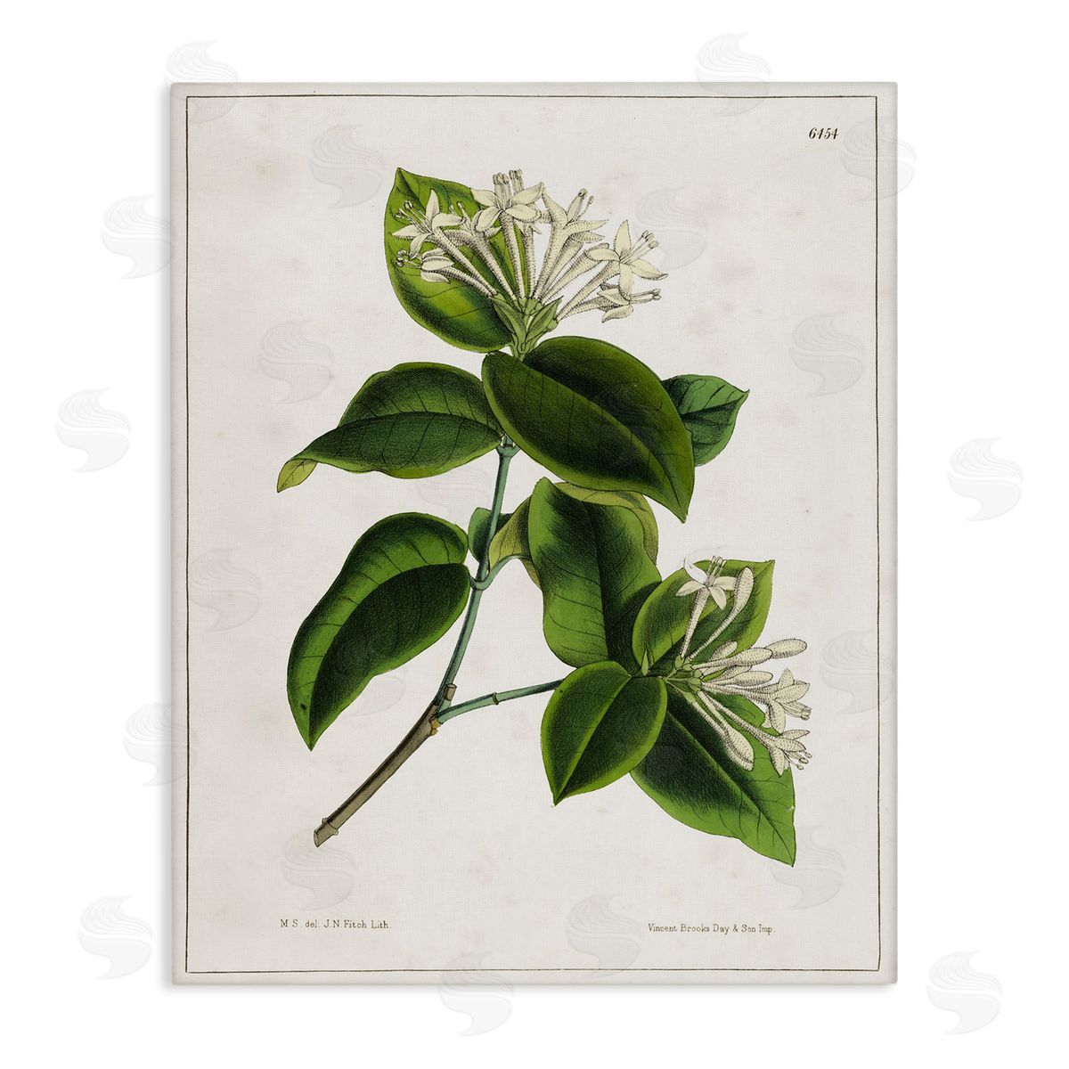 Tina Higgins Designs Inc. Blooming Vintage Study Canvas Wall Art Print