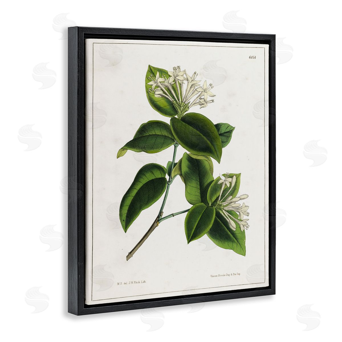Tina Higgins Designs Inc. Blooming Vintage Study Black Floating Frame Canvas Wall Art Print