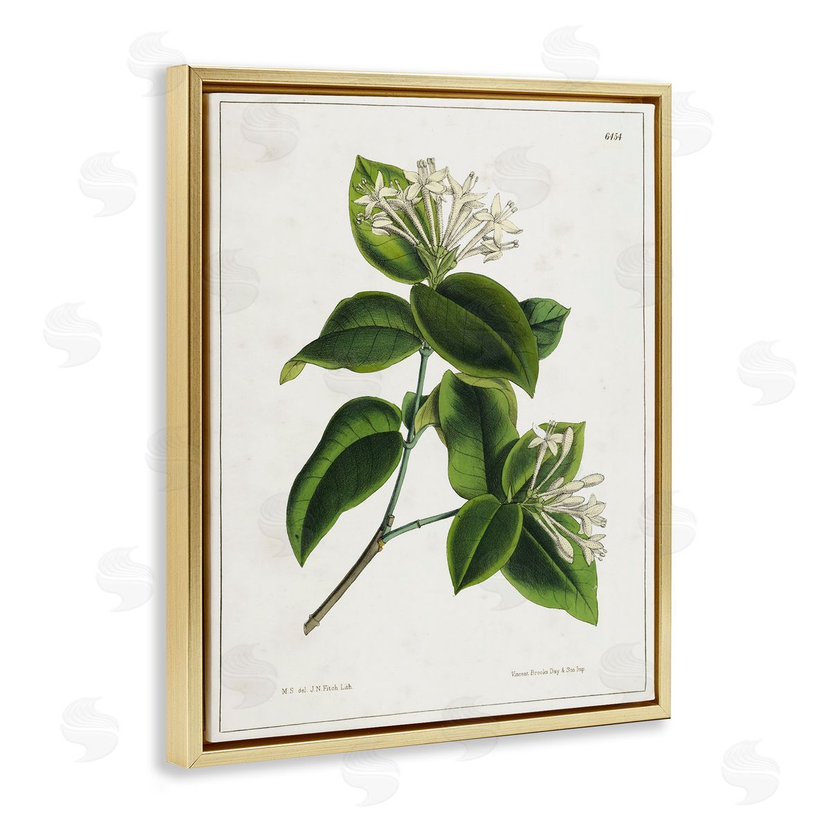 Tina Higgins Designs Inc. Blooming Vintage Study Gold Floating Frame Canvas Wall Art Print