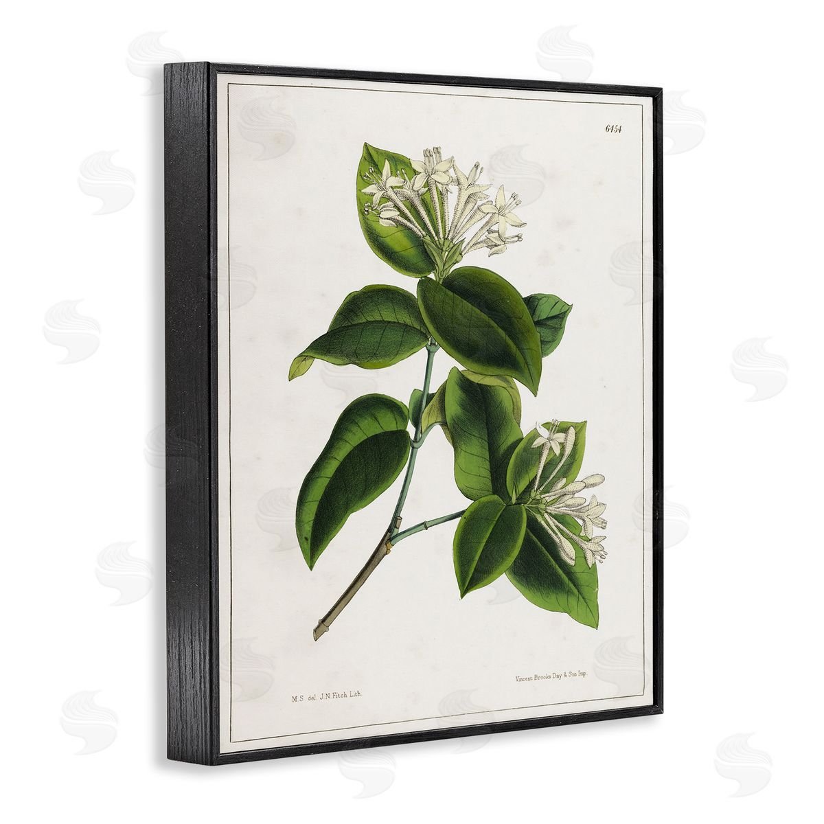 Tina Higgins Designs Inc. Blooming Vintage Study Black Framed Giclee Wall Art Print