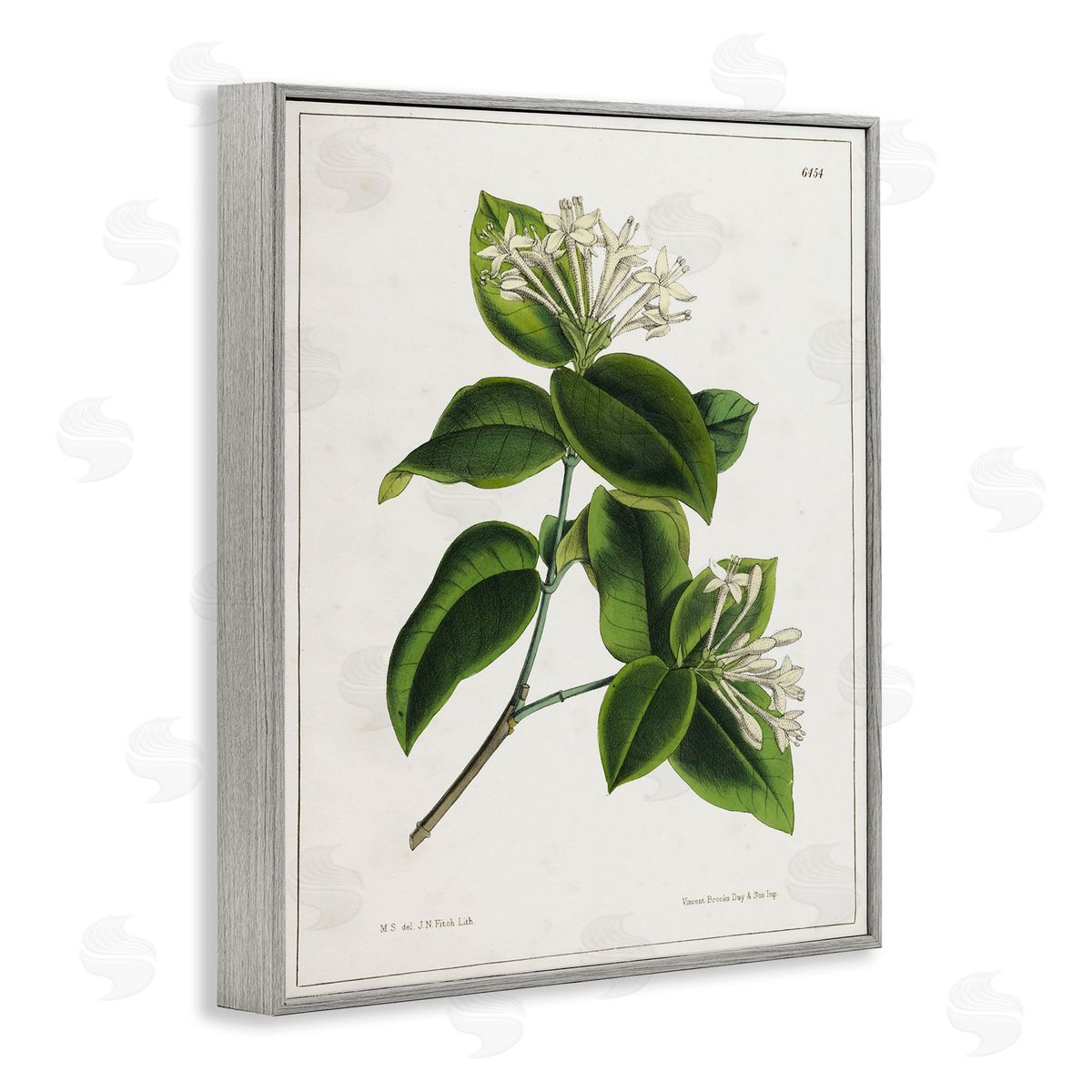 Tina Higgins Designs Inc. Blooming Vintage Study Gray Framed Giclee Wall Art Print