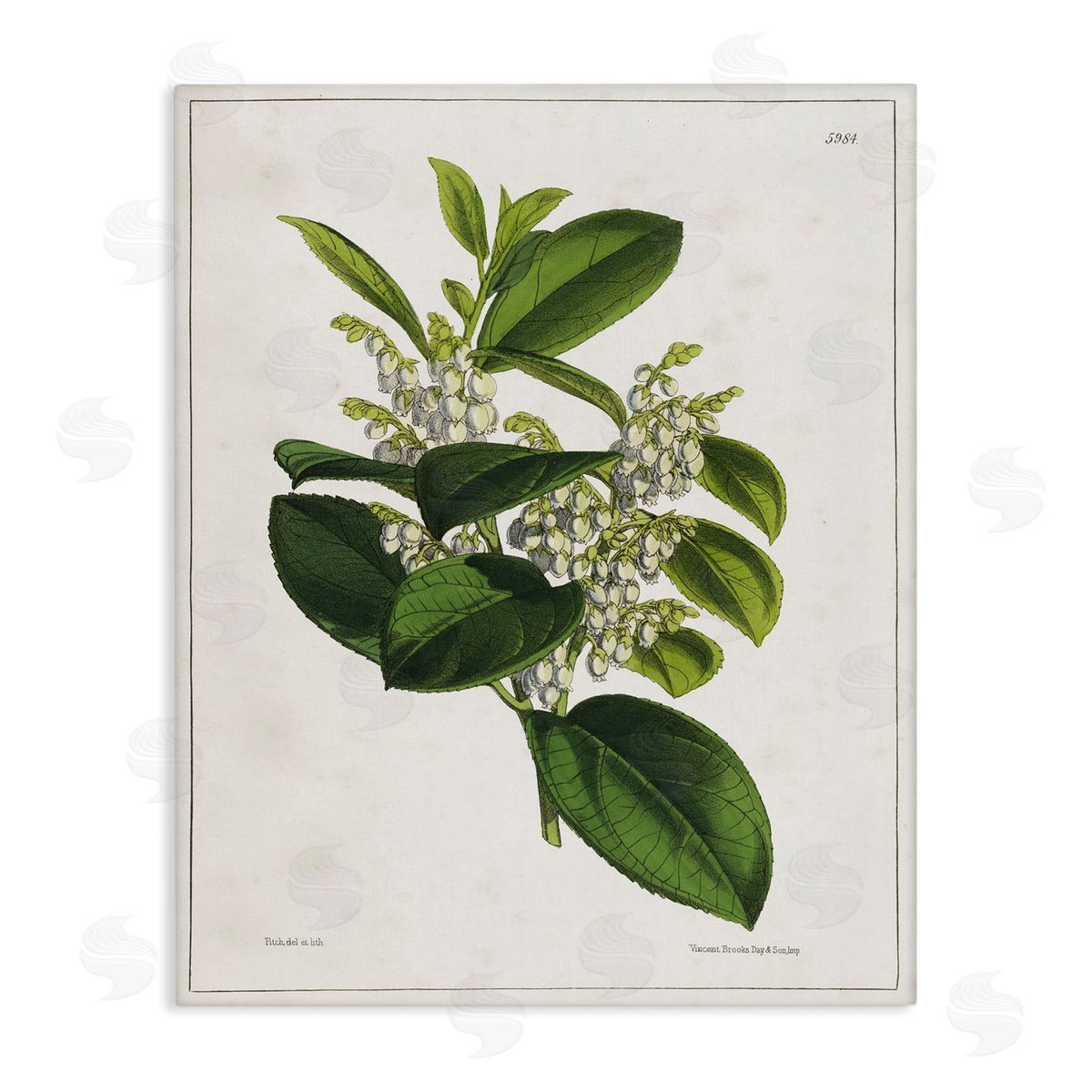 Tina Higgins Designs Inc. Forest Nature Botanical Canvas Wall Art Print
