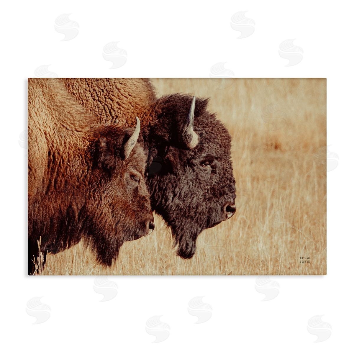 Nathan Larson Bison Pair in Countryside Canvas Wall Art Print