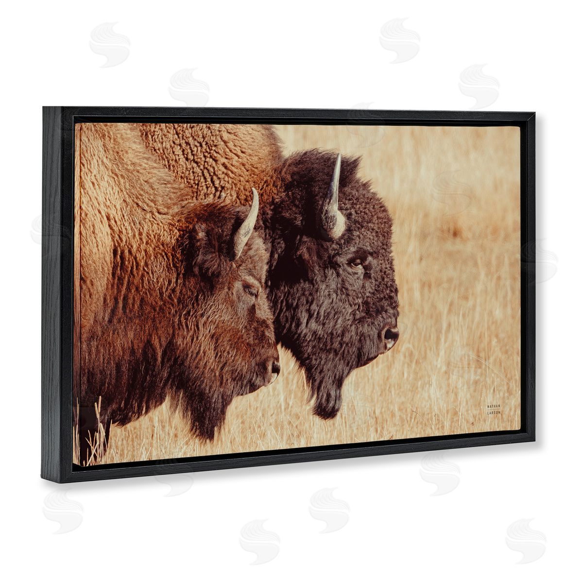 Nathan Larson Bison Pair in Countryside Black Floating Frame Canvas Wall Art Print