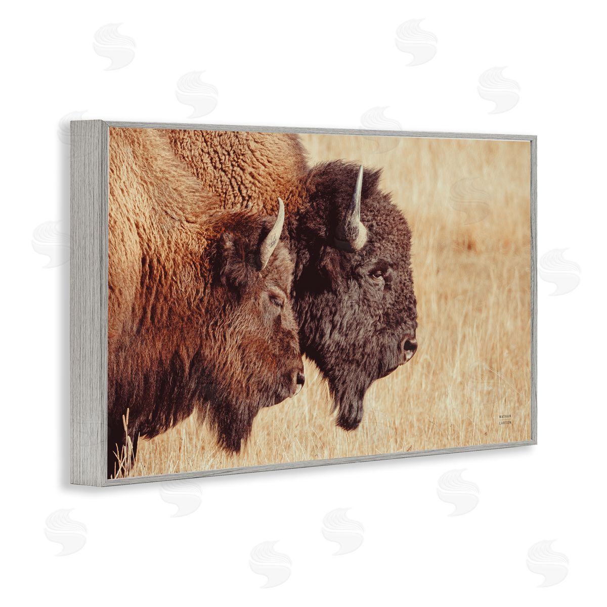 Nathan Larson Bison Pair in Countryside Gray Framed Giclee Wall Art Print
