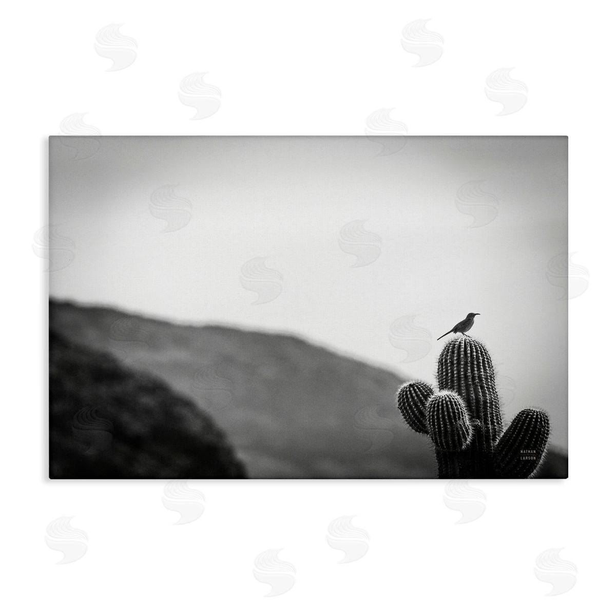 Nathan Larson On Guard Bird & Cactus Canvas Wall Art Print