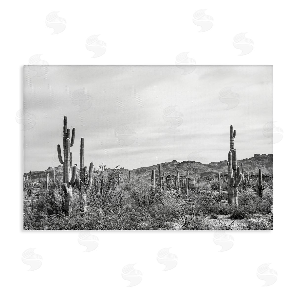 Nathan Larson Sonoran Desert Wonderland Canvas Wall Art Print